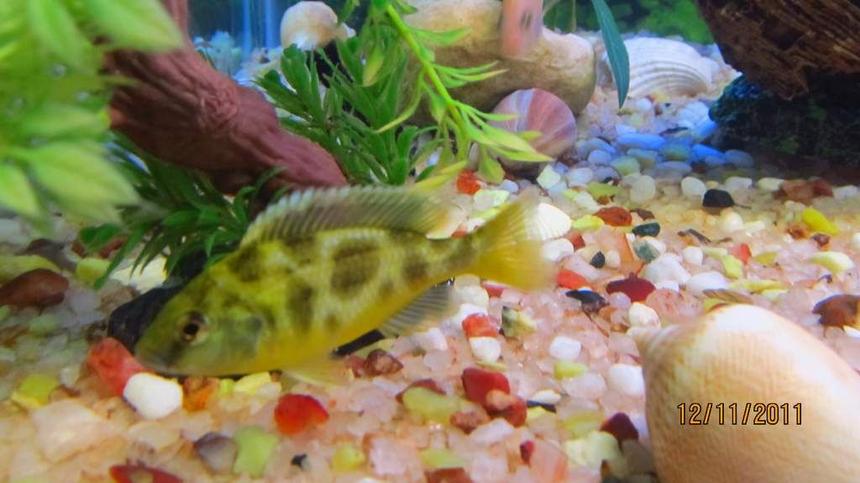 Rated #64: Freshwater Fish - Nimbochromis Venustus - Venustus Cichlid Stocking In 90 Gallons Tank - cichlid again