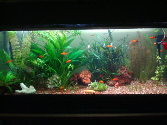 250 gallons planted tank (mostly live plants and fish) - This is my fish tank i have had it for about 2 year.4 feet  Freshwater Planted Tank , bogwood with some very nice rock formations light with extra day light(CFL)