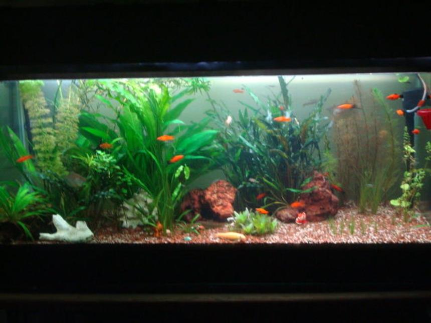 Rated #67: 250 Gallons Planted Tank - This is my fish tank i have had it for about 2 year.4 feet  Freshwater Planted Tank , bogwood with some very nice rock formations light with extra day light(CFL)