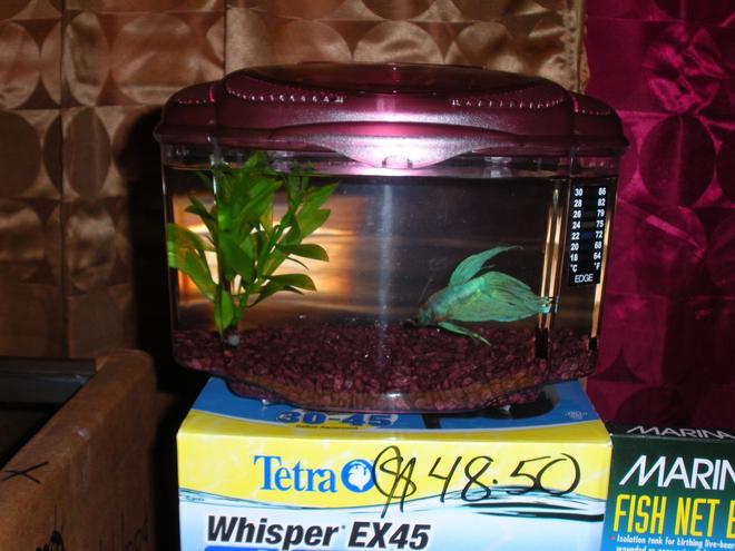 29 gallons freshwater fish tank (mostly fish and non-living decorations) - My betta''s current home. His home is not on top of a box...I just put the tank there for better light.