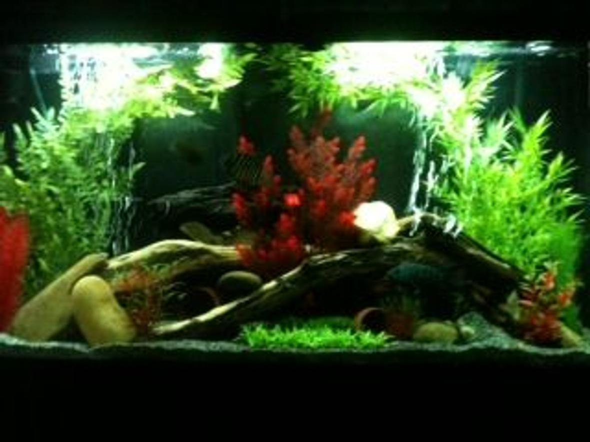 65 gallons freshwater fish tank (mostly fish and non-living decorations) - Amazon Biotope
