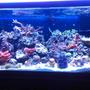 75 gallons reef tank (mostly live coral and fish) - full tamk