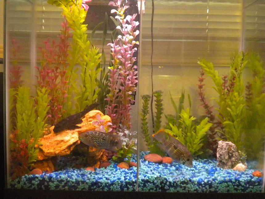 Rated #3650: 25 Gallons Freshwater Fish Tank - 25 Gal.