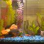 25 gallons freshwater fish tank (mostly fish and non-living decorations) - 25 Gal.
