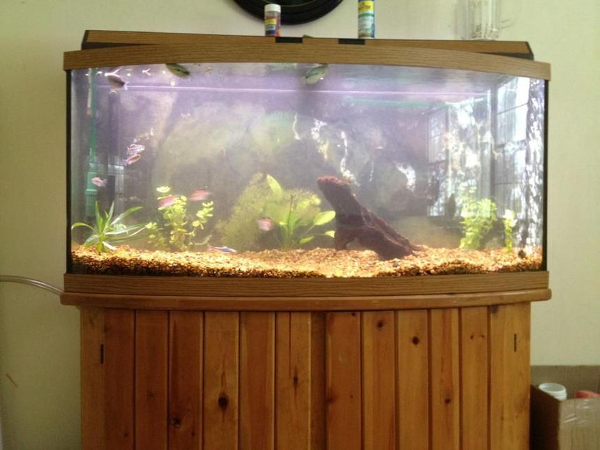 Rated #3420: 72 Gallons Freshwater Fish Tank - 72 bow