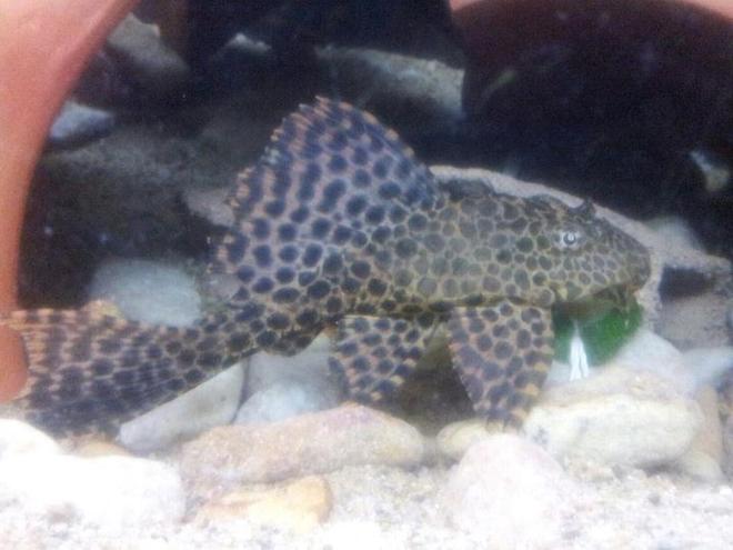 freshwater fish - glyptoperichthys gibbiceps - sailfin pleco (l-83) stocking in 20 gallons tank - pleco
