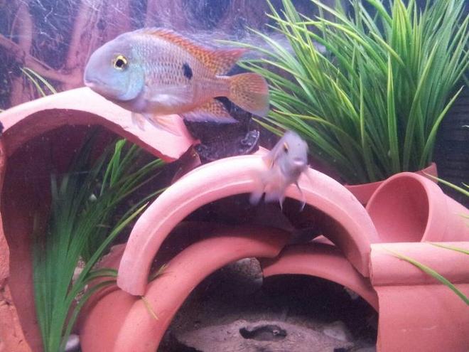 freshwater fish - aequidens rivulatus - green terror stocking in 20 gallons tank