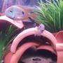 freshwater fish - aequidens rivulatus - green terror stocking in 20 gallons tank