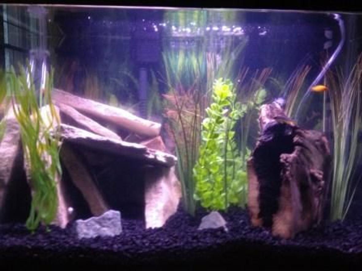20 gallons freshwater fish tank (mostly fish and non-living decorations) - This is my first tank. I grabbed the flagstone and driftwood from the Mississippi river. All the plants are artificial ones I bought from a pet store or the dollar store. There is also a single airstone in the back center of the tank