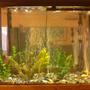 35 gallons freshwater fish tank (mostly fish and non-living decorations) - lots of baby mollies