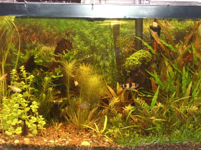 20 gallons planted tank (mostly live plants and fish) - a current picture of my 20 high tank taken jan 20, 2012