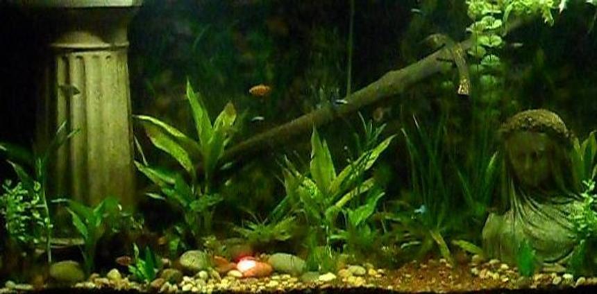 Rated #23: Freshwater Fish Tank - This is my Lord of the Rings aquarium, 90 gallons, home to guppies, tetras, rosy barbs, a tiger pleco, kuhli loaches, and freshwater clams.  Yes, that is the One Ring on the bottom, highlighted with a red light.