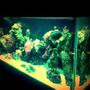 120 gallons reef tank (mostly live coral and fish) - 120 Gallon Reef Tank