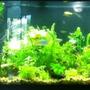 55 gallons planted tank (mostly live plants and fish) - Assorted plants(sword/java moss,etc.) Assorted Fish(platies/swordtails/angels/rainbows/ tetras/cleaners/snails/barbs)