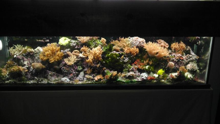 Rated #7: 125 Gallons Reef Tank - 125 reef aquarium