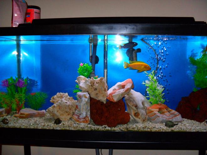 30 gallons freshwater fish tank (mostly fish and non-living decorations) - African 30g