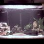 35 gallons freshwater fish tank (mostly fish and non-living decorations) - My current fish tank set up