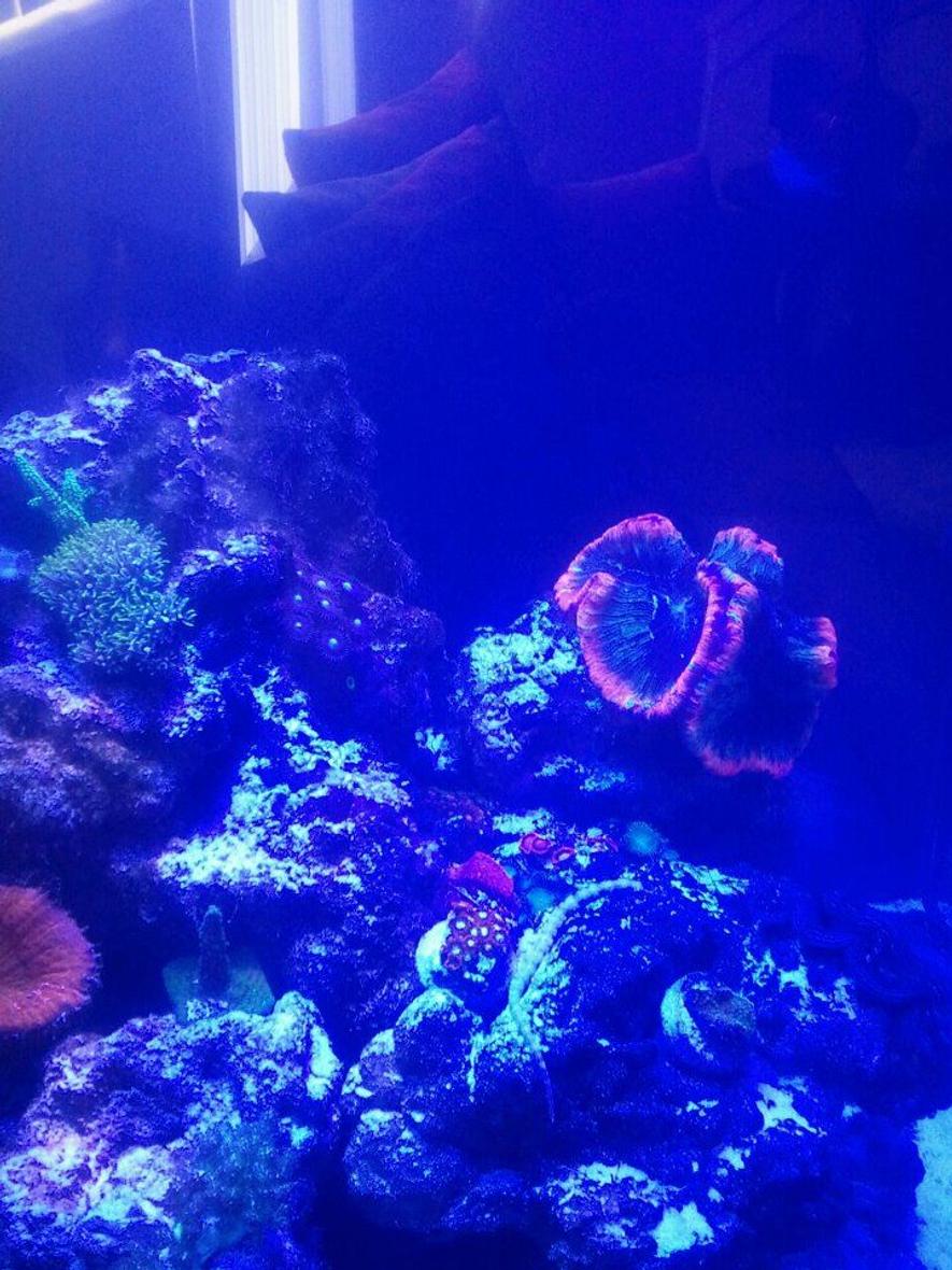Rated #41: 60 Gallons Reef Tank - My new saltwater reef tank 24 24 24 cube tank. Its been running two months now and I'm loving it.