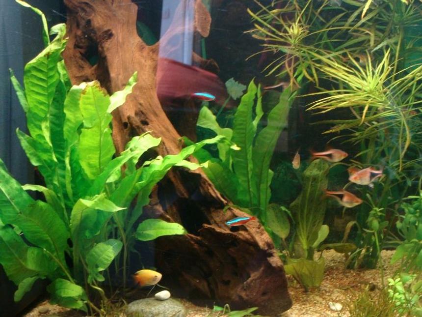 Rated #31: 62 Gallons Planted Tank - update on tank started july 2011. Picture taken December 2011