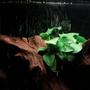 fish tank picture - mon anubia nov 2011