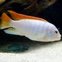 freshwater fish - metriaclima greshakei - ice blue red top zebra stocking in 135 gallons tank - Metriaclima Greshakei or Red Top Ice Blue Zebra