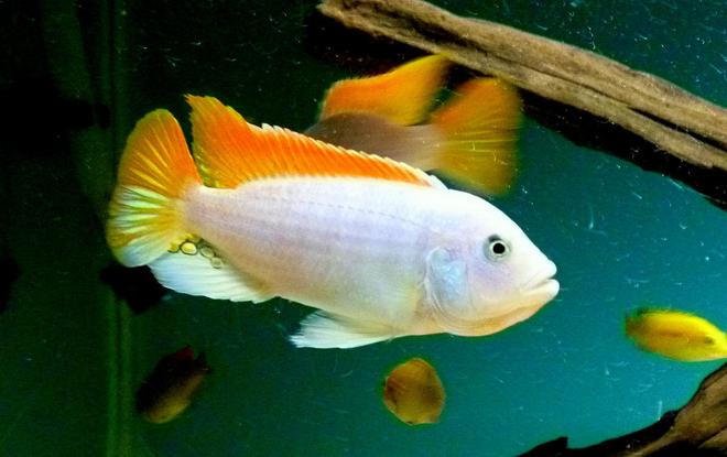 freshwater fish - metriaclima greshakei - ice blue red top zebra stocking in 135 gallons tank - Metriaclima Greshakei or Red Top Ice Blue Zebra