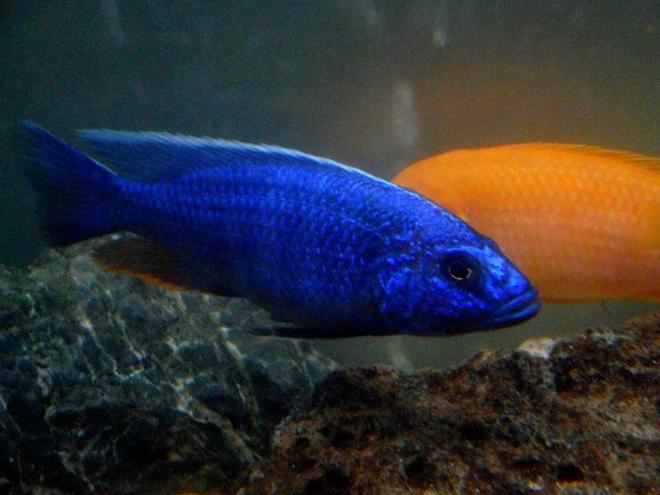 freshwater fish - sciaenochromis fryeri - electric blue hap stocking in 90 gallons tank - Elec Blue Hap Male
Approx 4.5" long
