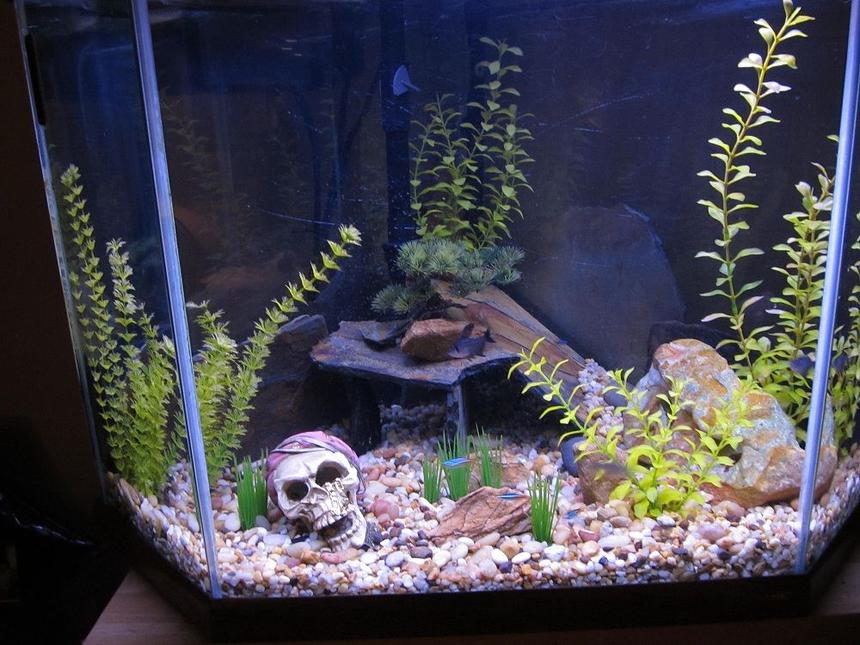 Rated #3153: 40 Gallons Freshwater Fish Tank - Pirate grave