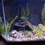 40 gallons freshwater fish tank (mostly fish and non-living decorations) - Pirate grave