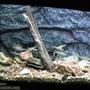fish tank picture - US Native Fish