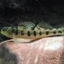 freshwater fish - percina pantherina - leopard darter stocking in 125 gallons tank - Kentucky Darter