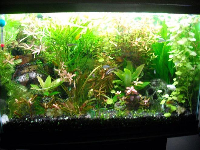 40 gallons planted tank (mostly live plants and fish) - Hope it works this time