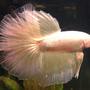 freshwater fish - betta splendens - betta stocking in 55 gallons tank - Wassily, my pretty pearlescent Delta Tail Betta.
