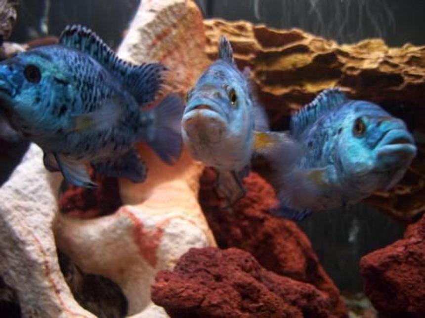 Rated #4: Freshwater Fish - Nandopsis Octofasciatum - Electric Blue Jack Dempsey Stocking In 55 Gallons Tank - moe, larry and curly. The electric blues