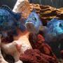 freshwater fish - nandopsis octofasciatum - electric blue jack dempsey stocking in 55 gallons tank - moe, larry and curly. The electric blues