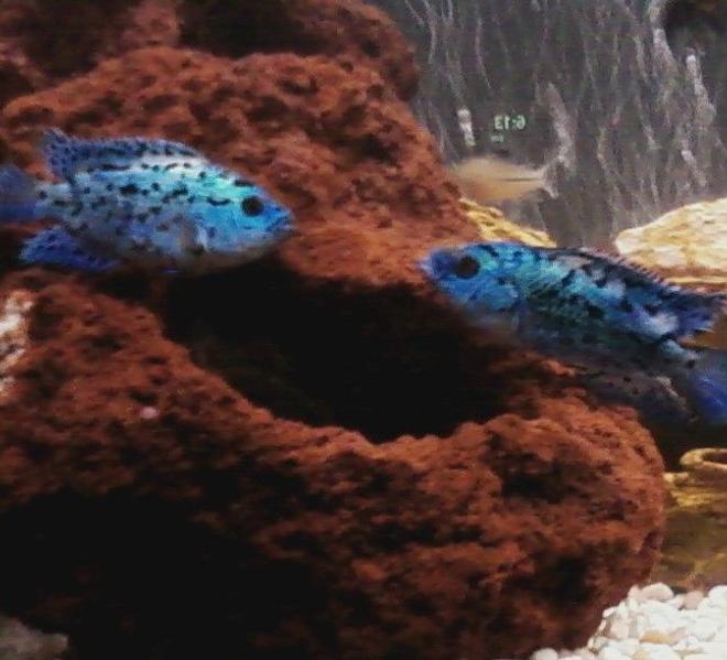 freshwater fish - nandopsis octofasciatum - electric blue jack dempsey stocking in 55 gallons tank - blues brothers