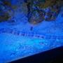saltwater fish - corythoichthys sp. - dragonface pipefish stocking in 60 gallons tank - drangon pipe fish
