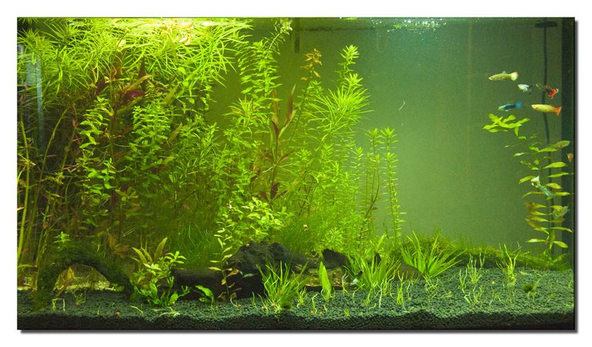 Rated #57: 400 Gallons Planted Tank - This is my guppie plant tank!