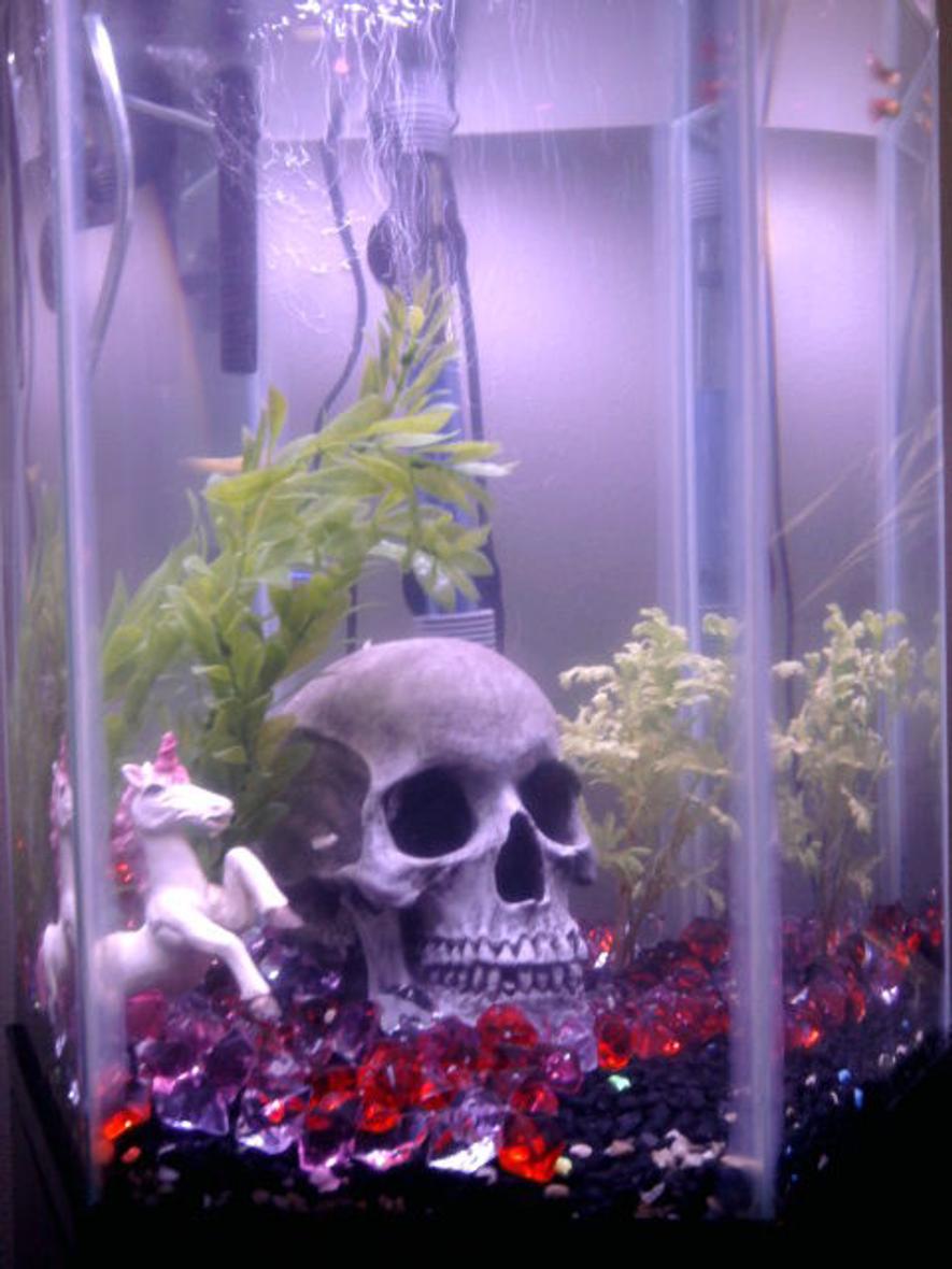 Rated #4269: 12 Gallons Freshwater Fish Tank - Our first attempt at an aquarium... fish are kind of hard to see.