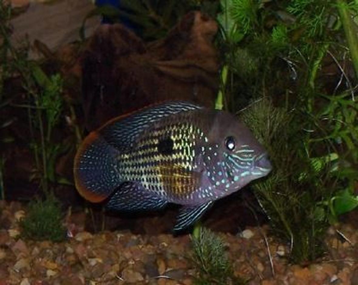 freshwater fish - aequidens rivulatus - green terror stocking in 150 gallons tank - green terror