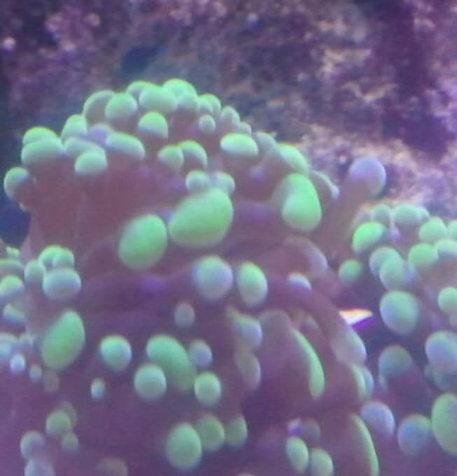 corals inverts - euphyllia paradivisa - frogspawn coral, thin branched stocking in 2 gallons tank - My green frogspawn