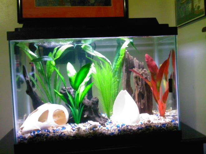 29 gallons freshwater fish tank (mostly fish and non-living decorations) - My African Cichlid Tank.  This picture taken just before I put fish in.  First Tank I've had since 6 years ago.