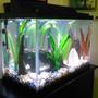 fish tank picture - A long view of the tank just before I added a large shell with cut out windows in the front corner.