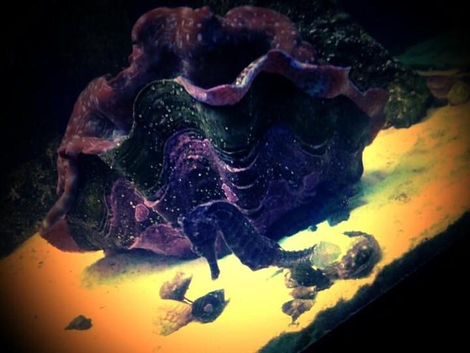 corals inverts - tridacna crocea - crocea clam stocking in 120 gallons tank - Giant Purple Clam with Seahoarse