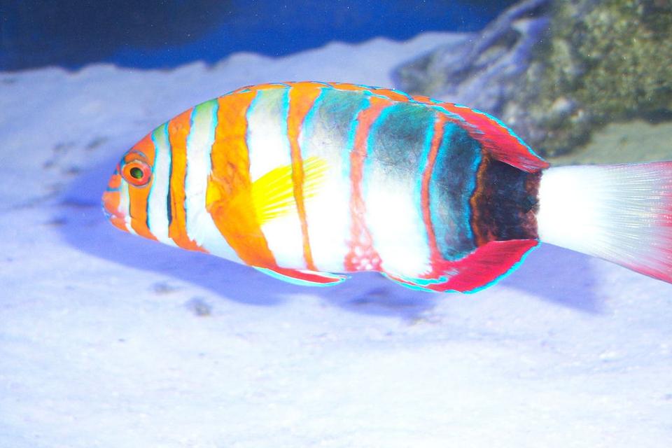 saltwater fish - choerodon fasciatus - harlequin tusk stocking in 180 gallons tank - Harlequin Wrasse