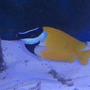 saltwater fish - siganus vulpinus - foxface lo stocking in 180 gallons tank - Fox Face