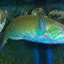 saltwater fish - thalassoma lunare - lyretail wrasse stocking in 180 gallons tank - Lunar Wrasse