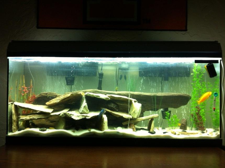 Rated #64: 55 Gallons Freshwater Fish Tank - new setup for my 55 gallon. lots of river rock with a large piece of driftwood in the background for decor.