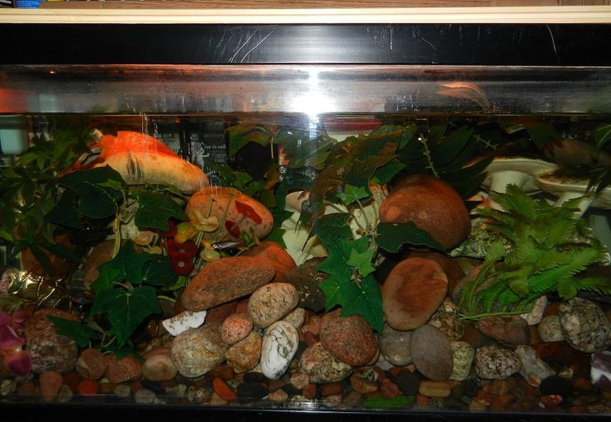 Rated #4084: 62 Gallons Freshwater Fish Tank - Shroom tank