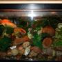 62 gallons freshwater fish tank (mostly fish and non-living decorations) - Shroom tank